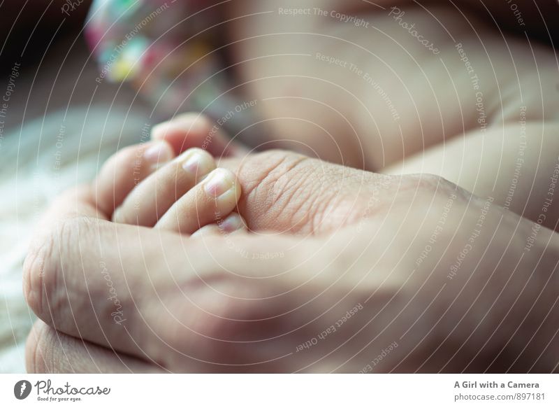 connectedness Human being Baby Father Adults Hand 2 Love Identity Infancy Contact Attachment To console Narrow Together Motherly love Protection To hold on