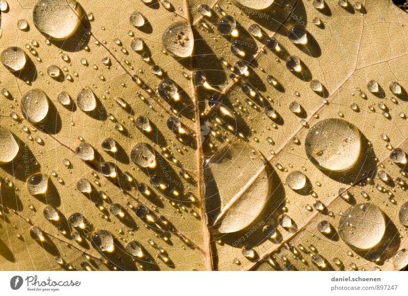 well, autumn just Nature Water Drops of water Autumn Leaf Brown Detail