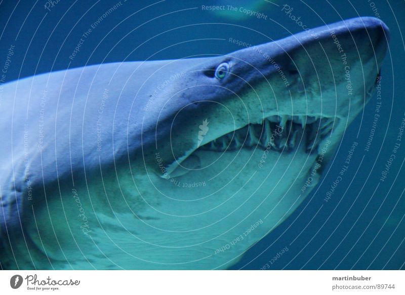 cautious biting Aquarium Shark Thief Assassin Dangerous Man-eater Ocean Seafood Sea water White Ogre Blue-green White-blue Shark teeth Captured Appetite