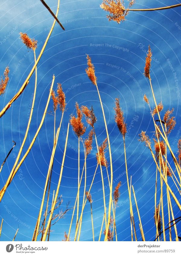 grow to heaven Brown Plant Lake Clouds Common Reed Spring Dream Blue Sky Nature Joy