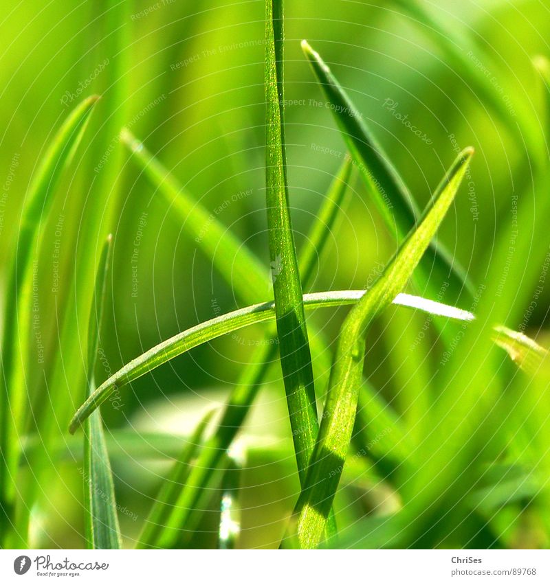 Grassgreen_01 Green Blade of grass Stalk Sprout Plant One of many Small Reduce Field Loneliness Growth Blur Spring Spring fever Meadow Northern Forest