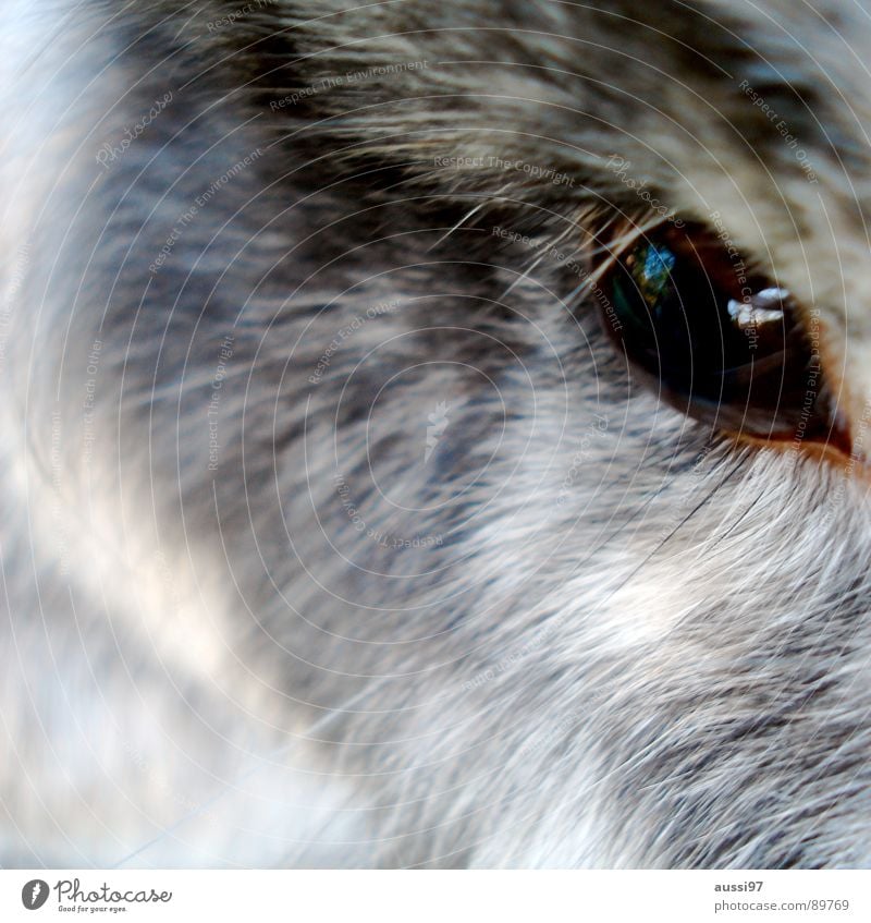 Mr Hoppenstedt Pelt Pet Animal Cage Animalistic Gray Brown Eyelash Eyebrow Mammal Eyes Observe Hare & Rabbit & Bunny