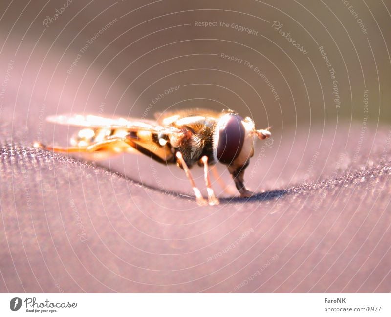 hoverfly Insect Fly
