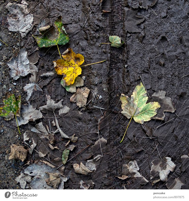 trace element Nature Elements Earth Autumn Leaf Forest Dark Wet Natural Tracks Bicycle Footpath Imprint Autumn leaves Colour photo Subdued colour Exterior shot