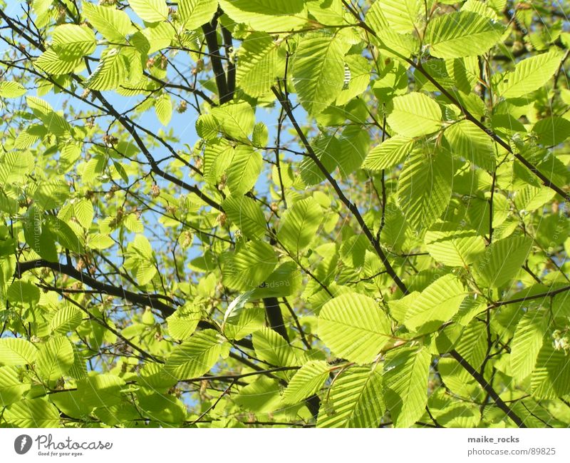 It greenens so green _3 Leaf Green Tree Spring Seasons Fresh Exterior shot Nature Colour Blue Branch Landscape Twig Life