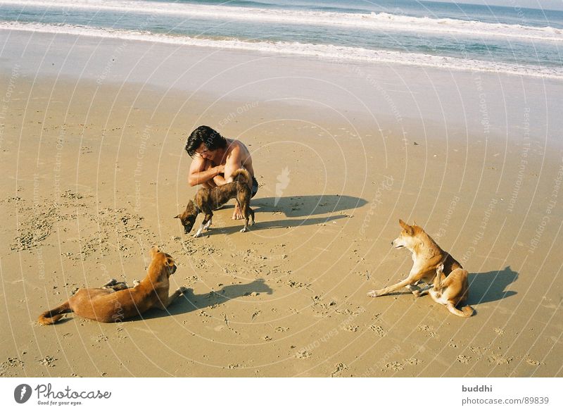 With dogs on the beach Beach Dog Ocean Waves Yellow Summer Bathing place Swimming trunks 3 Footprint Paw Vacation & Travel Coast Mammal Beautiful weather Shadow