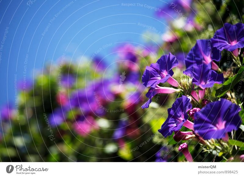 Blue. Art Esthetic Contentment Flower Window box Blossom Blossoming Green pastures Plant Growth Southern France Mediterranean Colour photo Subdued colour