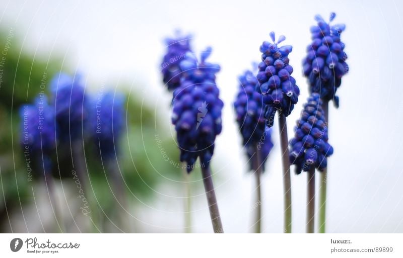 This is how spring II smells Stalk Flower Hope Blossom Blossoming Maturing time Muscari Spring Bee Stamen March Violet Plant Jump Garden Park Pollen Happy Bud