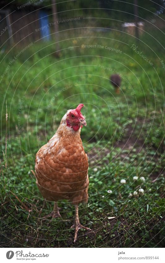 stereotypical chicken photo Nature Plant Grass Meadow Animal Farm animal Barn fowl 1 Natural Colour photo Exterior shot Deserted Day