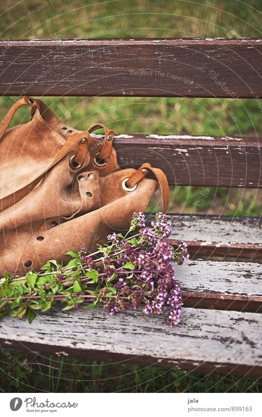 on the way Environment Nature Plant Flower Grass Blossom Wild plant Park Bag Bouquet Natural Bench Autumnal Colour photo Exterior shot Deserted Day