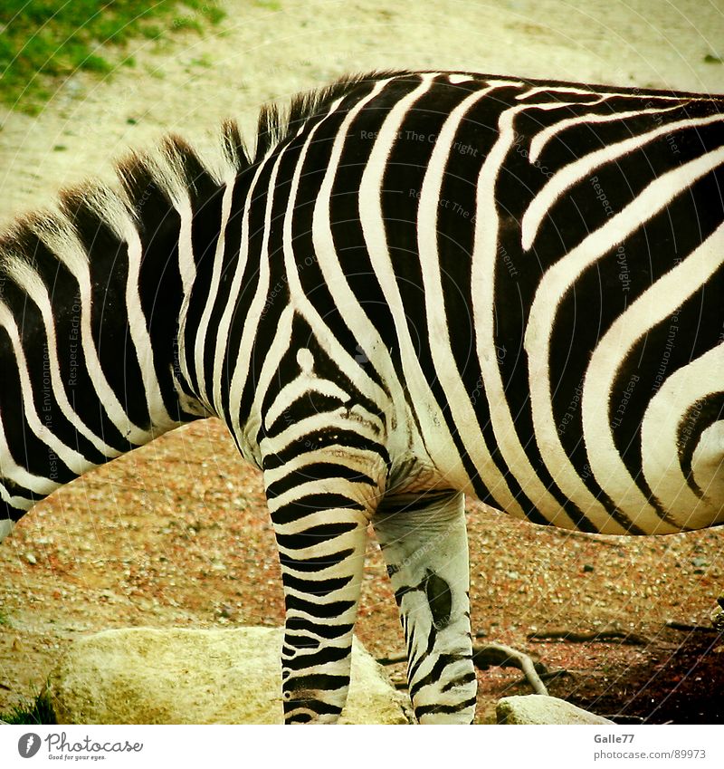 Hello Mr. Zebra Animal Stripe Black White Progress Fat Thin Painting and drawing (object) Pattern Horizontal Vertical Mane Zoo Africa Steppe Mammal Line