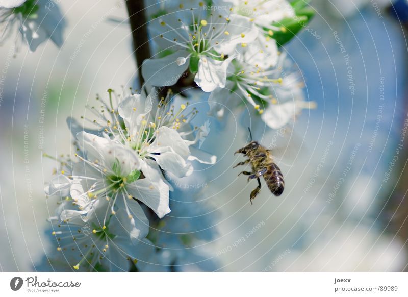 landing approach Fertilization Bee Blossom Blossom leave Pistil Wing Flying insect Spring Green Sky blue Honey Honey bee Insect Cherry blossom Deciduous tree