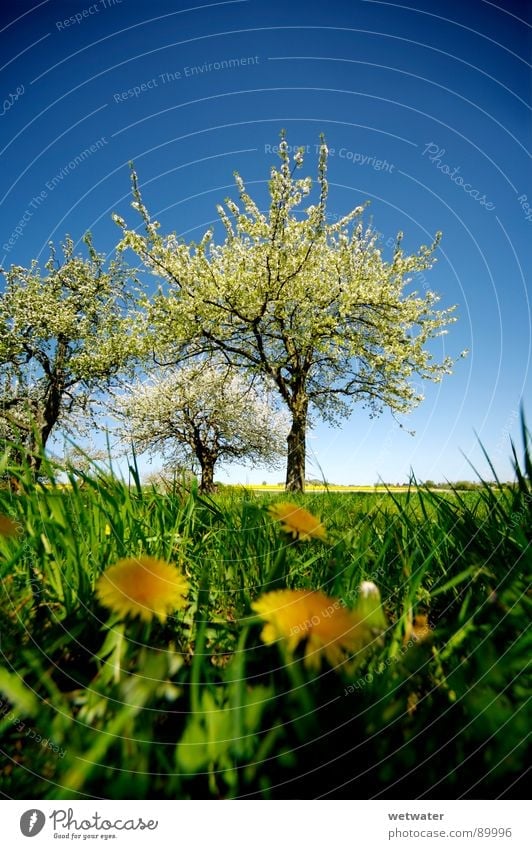 It´s jump in the fairytale world Spring Jump Tree Blossom Fresh Green Flower Dandelion Grass Sky Germany Blossoming blue