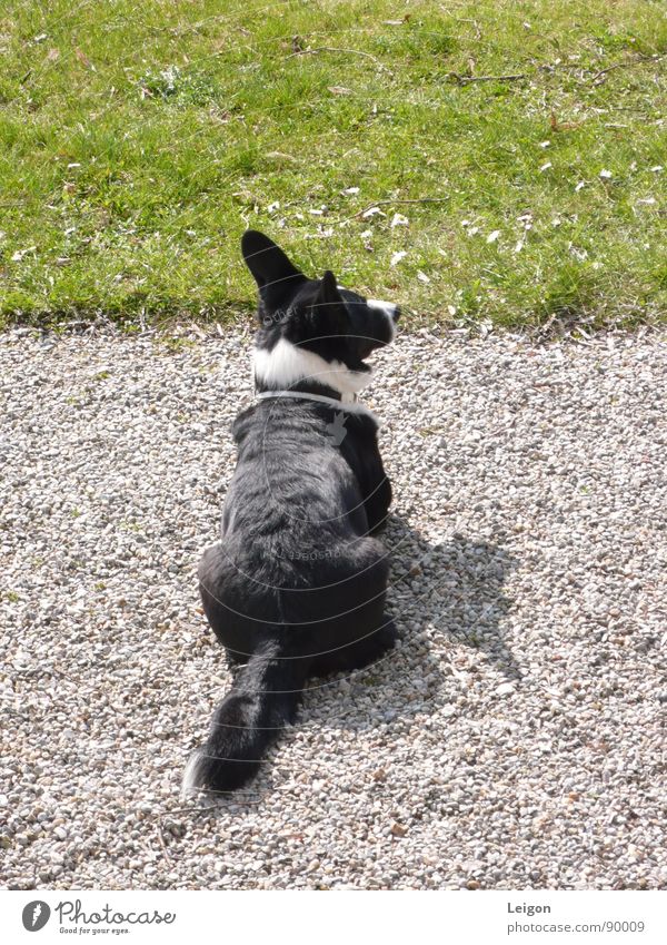 vigilant Dog Gravel path Black White Meadow Green Spring Guard Watchfulness Animal Cardigan Corgy Shadow Watchdog Street dog