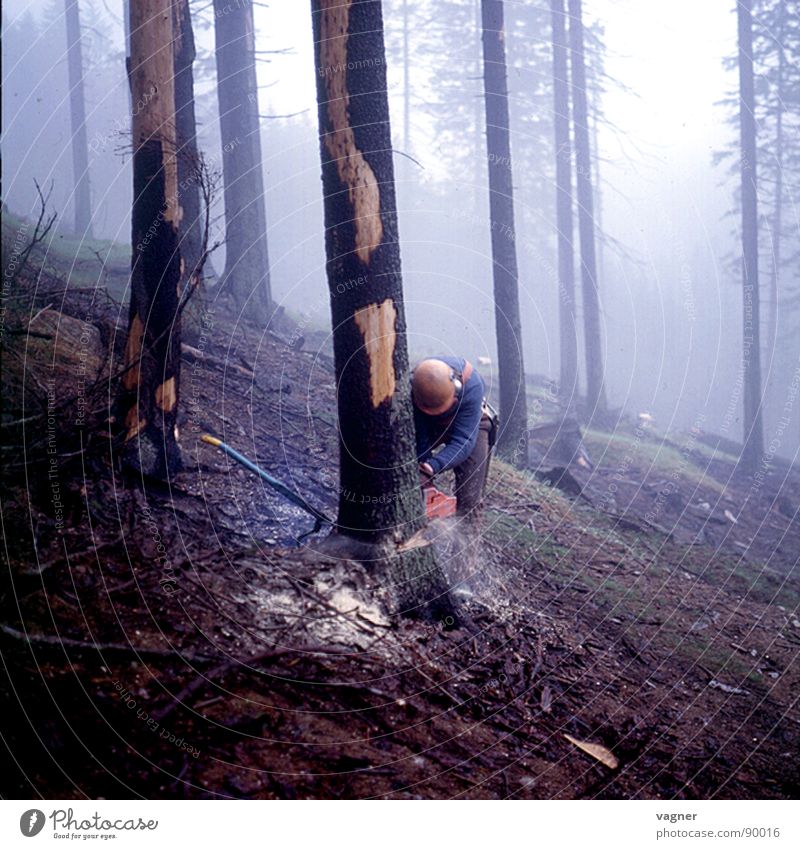 wood felling Forest Tree Fog Saw Spruce Man Forestry Logging Working man Cut down Chainsaw