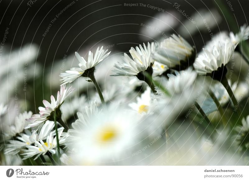 my daisy contribution Daisy Meadow Blossom Flower Grass Background picture White Green Yellow Spring Flower meadow Lawn