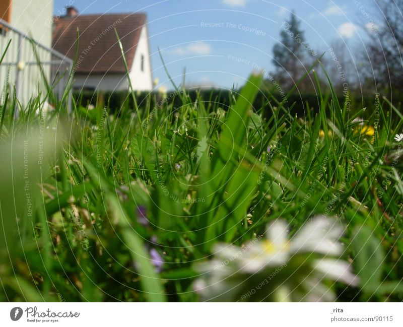 worm's-eye view Green Grass House (Residential Structure) Under Worm's-eye view Spring Summer Beautiful Daisy Fence Fir tree Clouds Blue fair weather Sky