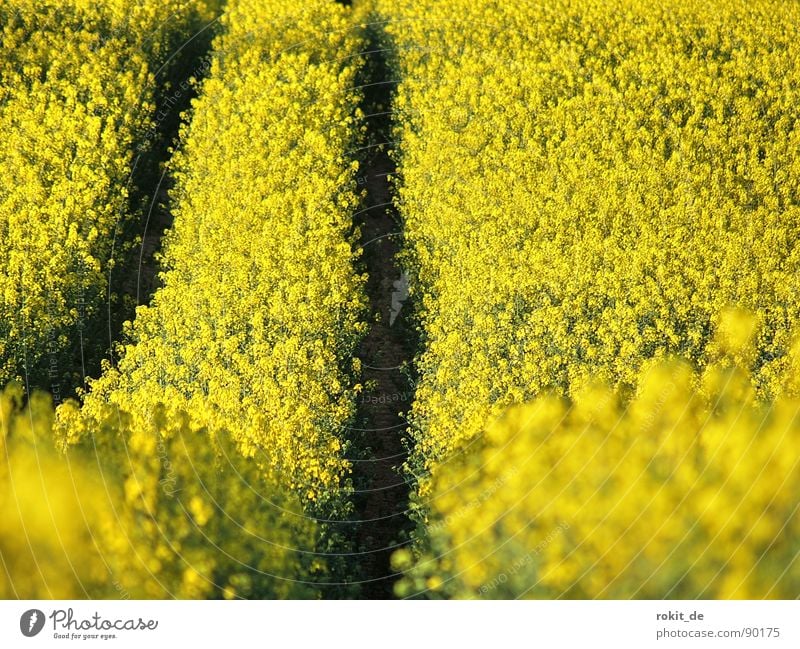 Full throttle through the rapeseed field Yellow Canola Tracks Parallel Field Bio-diesel Middle useful plant Odor Upward Downward mountain and valley railway