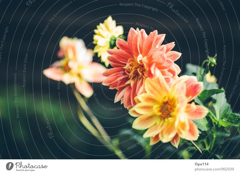 flower power Environment Nature Plant Animal Summer Autumn Beautiful weather Leaf Blossom Foliage plant Agricultural crop Garden Park Blossoming Growth Yellow