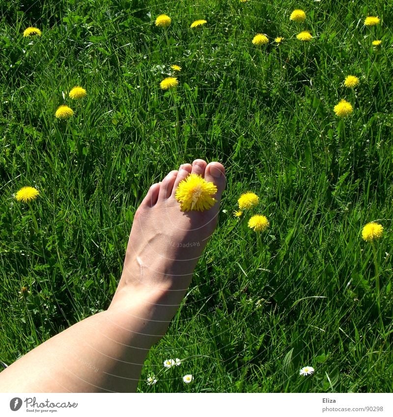 Bare foot with dandelion blossom in green grass Relaxation Fragrance Playing Summer Sunbathing Legs Feet Nature Plant Spring Warmth Flower Grass Blossom Meadow