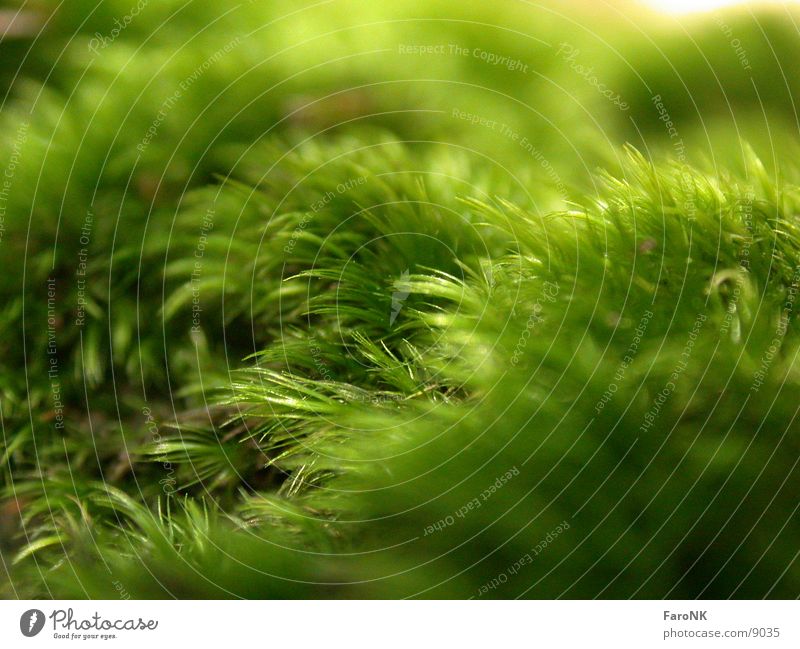moss Green Moss