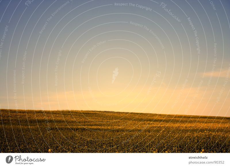 celestial field Canola Ear of corn Field Optimism White Paradise Farmer's wife Hope Sky Freedom Wheat beer Perspective Agriculture Seed Planter Meadow