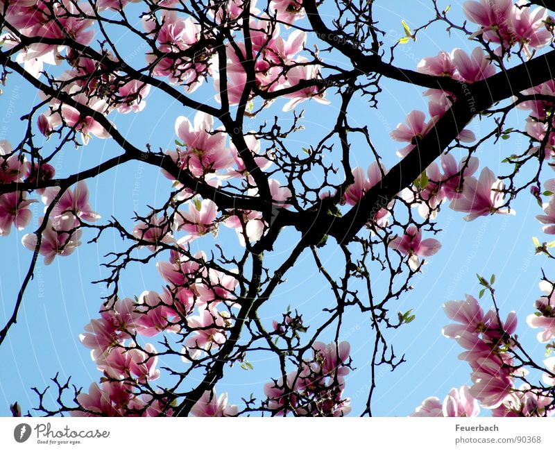 As everywhere in April Garden Nature Plant Air Sky Spring Beautiful weather Tree Blossom Park Blossoming Jump Growth Blue Pink Colour Magnolia plants Splendid