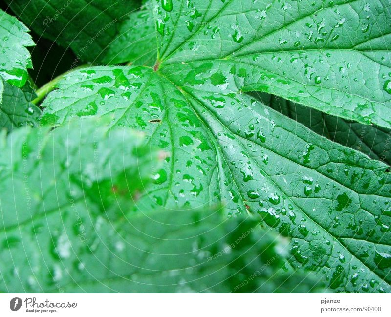After the rain... Rain Green Plant Leaf Vessel Rachis Juicy Garden Park Water Vine Drops of water