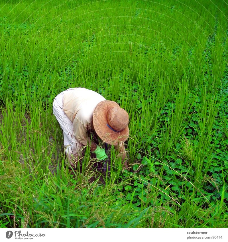 still some work to do Green Rice farmer Japan Nutrition Food Paddy field Field Work and employment Summer Vacation & Travel Grass White Man Working man Gloves