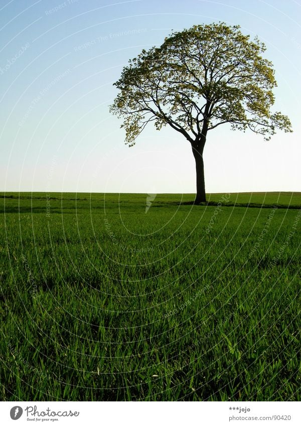 fake plastic tree Tree Pampa Spring Leaf Field Jump Green Juicy Growth Strong Wheat Beautiful Landscape Warmth