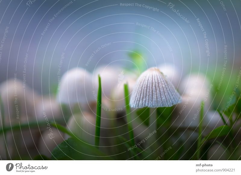 mushroom family Environment Nature Landscape Plant Animal Agricultural crop Garden Forest Blue Green White Colour photo Exterior shot Deserted Morning