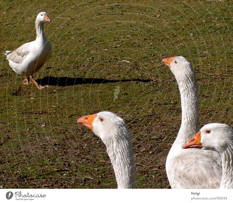free-range geese on a farm Colour photo Subdued colour Exterior shot Detail Deserted Copy Space top Day Shadow Animal portrait Upper body Full-length Profile