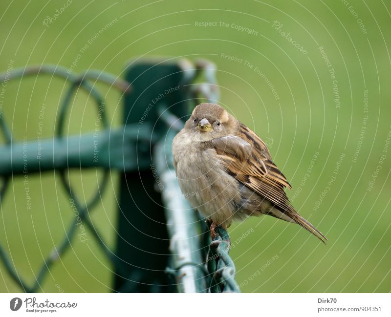 Sparrow of Paris Winter Grass Park Champs de Mars Animal Wild animal Bird Passerine bird 1 Baby animal Fence Wire fence Wire netting fence Freeze Crouch Looking