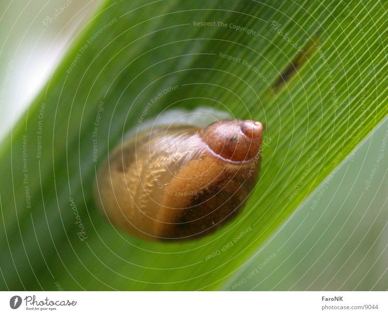snail Grass Green Snail