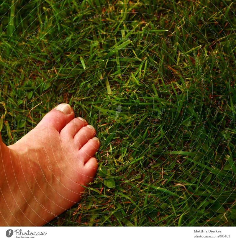 garden Barefoot Summer Toes Meadow Leisure and hobbies Vacation & Travel Closing time Joy Feet Garden Freedom Warmth Relaxation
