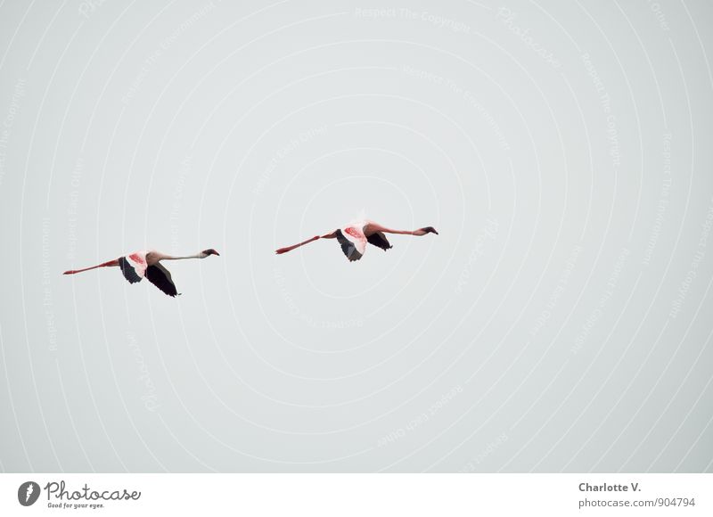 synchronous flying Animal Sky Cloudless sky Wild animal Flamingo 2 Flying Vacation & Travel Esthetic Simple Elegant Exotic Together Infinity Tall Cold Long