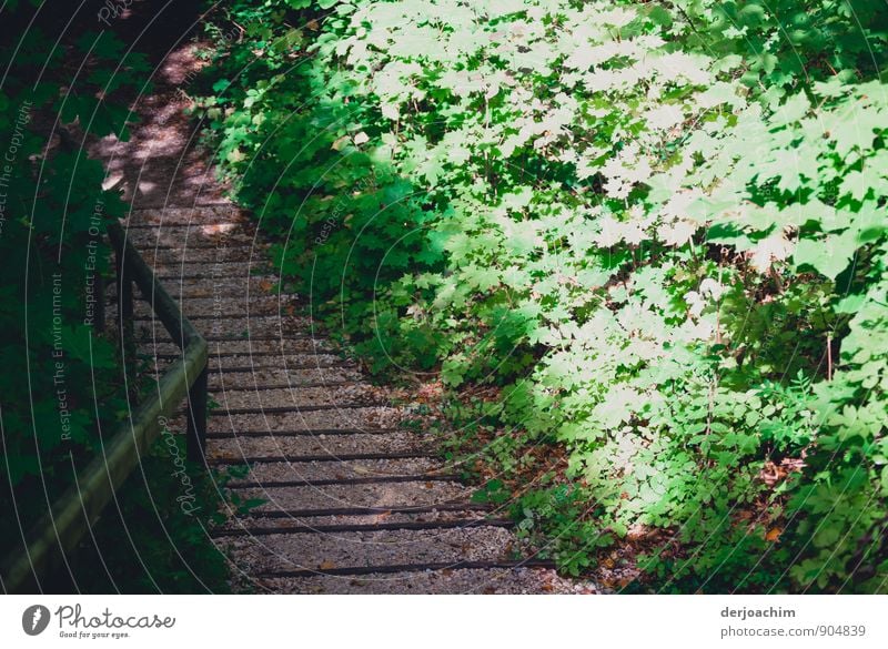 Light and shadow on the stairs leading up to the forest. On the right you can see green and white flowers. Left of the stairs is a wooden banister. Harmonious
