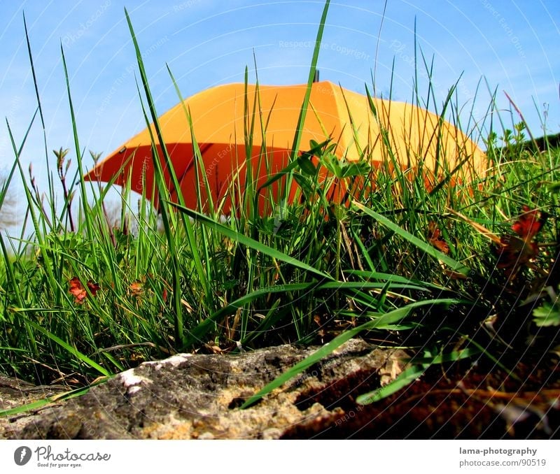 unknown flying object Cloppenburg Umbrella Sunshade Storm Clouds Grass Blade of grass Meadow Summer Field Green Spring Flower meadow Environment Summery Plant