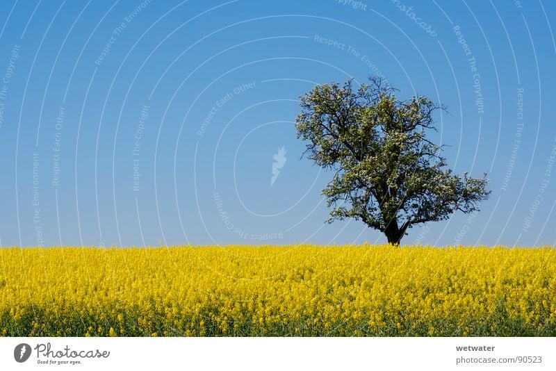 field of gold Field Yellow Kraichgau Canola Meadow Tree Sky Nature Jump Spring blue sunny