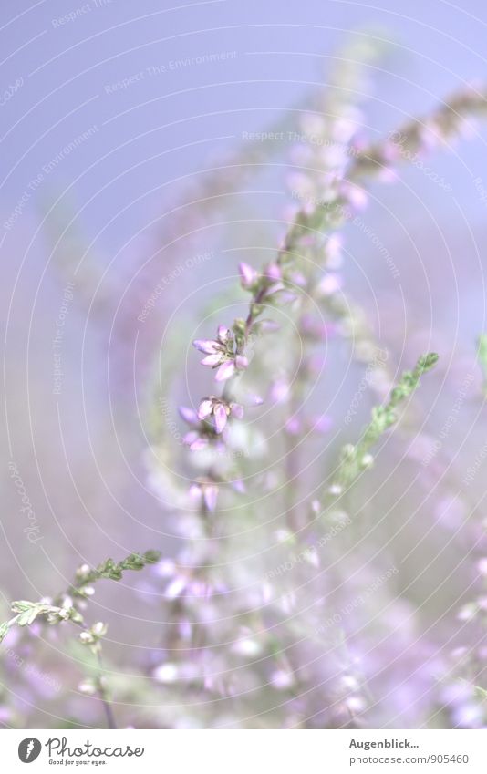 ethereal Nature Summer Wild plant Meadow Field Discover To enjoy Illuminate Dream Fresh Glittering Infinity Blue Green Pink White Spring fever Life Idyll