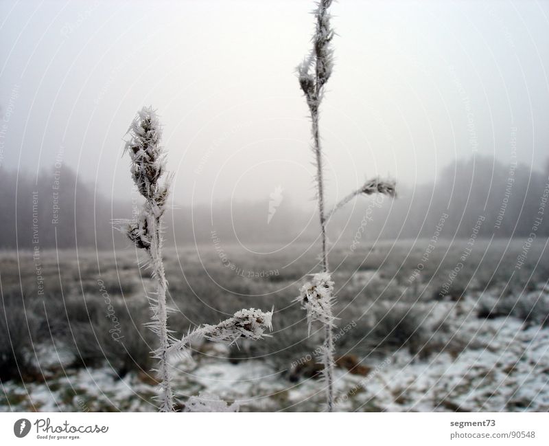 2 stalks Grass Blade of grass Field Meadow Ice age Fog Calm Pure Blur Hoar frost Large Small Thin Winter Sporting event Competition winches Idyll Frost