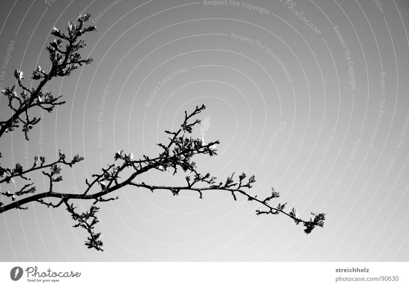 Branch without forest and tree Tree Spring Design Bud black and white Black & white photo Sky Clarity Reduce Modern