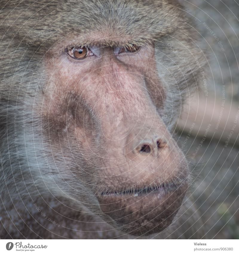 hmmm, let me think Animal face Zoo Observe Threat Brown Monkeys Apes Baboon Gaze Animal portrait Looking into the camera