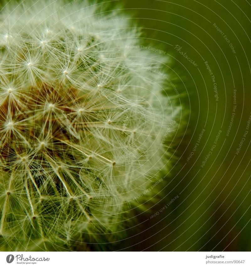 meadow Dandelion Flower Meadow Summer Green White Easy Fine Delicate Soft Daisy Family Round Macro (Extreme close-up) Close-up Seed Pappus Umbrella