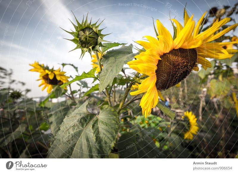 sunflower Nature Plant Sky Summer Beautiful weather Flower Agricultural crop Sunflower Garden Park Field Blossoming Growth Esthetic Authentic Natural Yellow