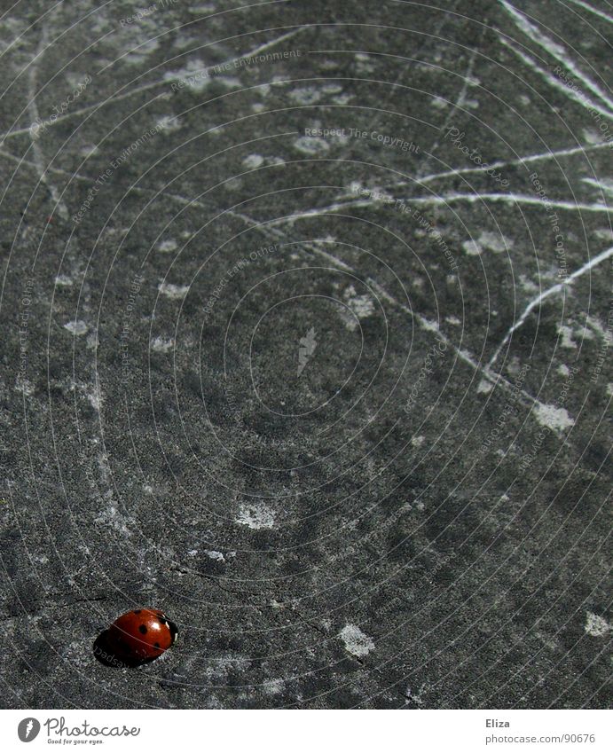 Artistically gifted Ladybird Painting and drawing (object) Line Red Fatigue Good luck charm Patch of colour Gray Animal Scratch mark Summer Happiness Effort