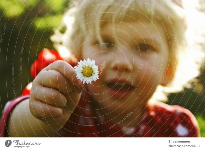daisy Daisy Flower Meadow Girl Small Red Polka Circle Sweater Blonde Child daisies flowers children tiny dots Point Hair and hairstyles Sun Laughter