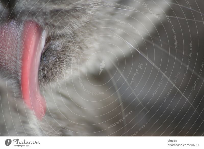 cat wash Cat's tongue Lick Cleaning Gray Whisker Pelt Mammal Beautiful Joy Tongue