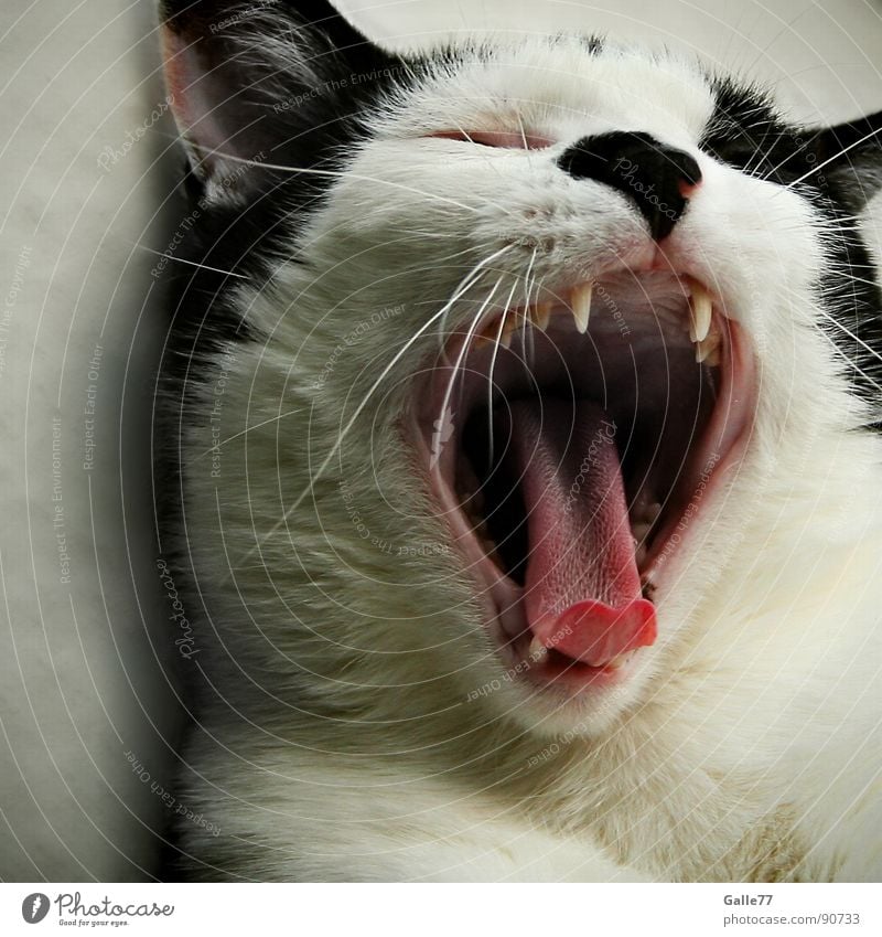 tired Cat Yawn Dangerous Sleep Siesta Mammal Domestic cat Fatigue Tongue Set of teeth Snapshot