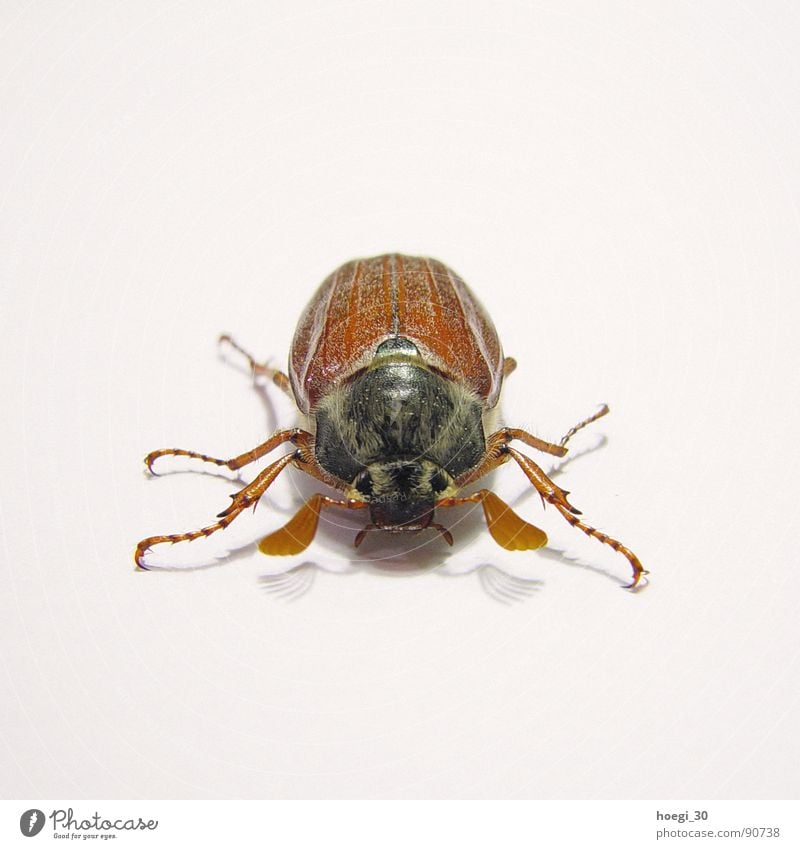 Aggressive May bug Insect Tiny hair White Brown Frontal Animal Middle Square Attack Beetle Front side